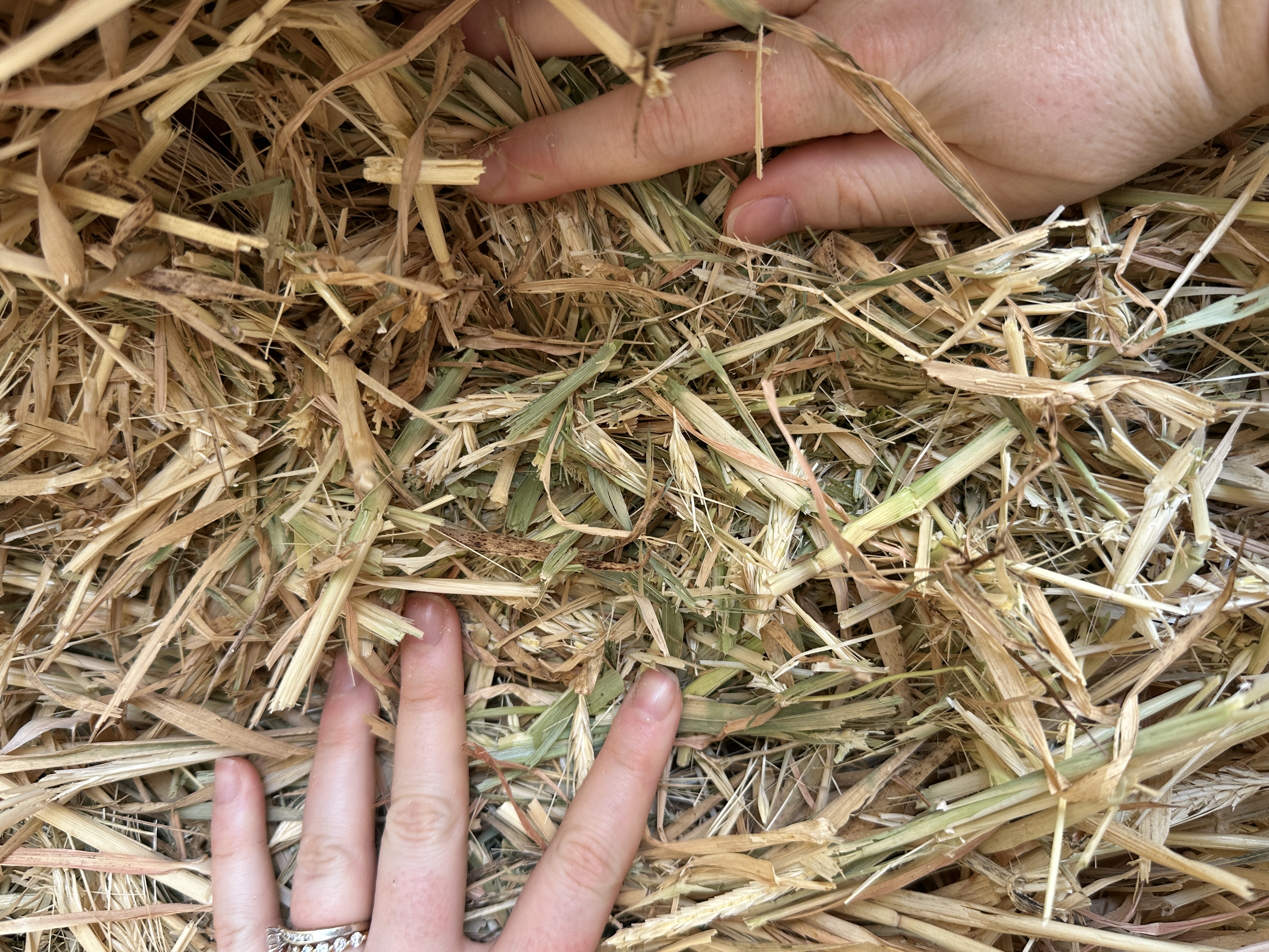 IMG 4432 Barley Hay 2025